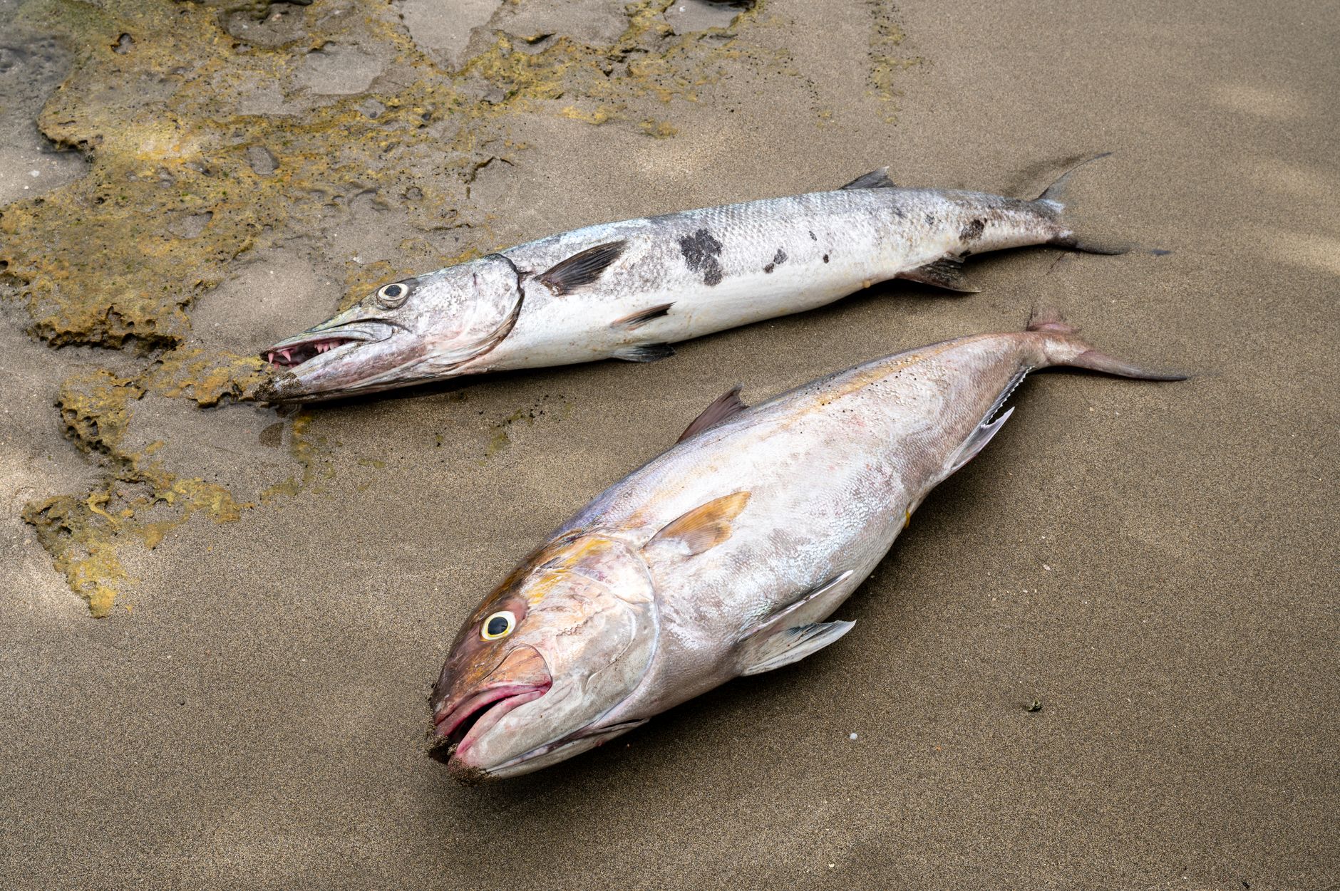 Hundreds of dead fish in river linked to heatwave