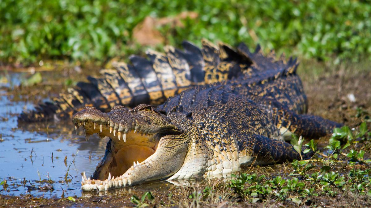 Crocodile